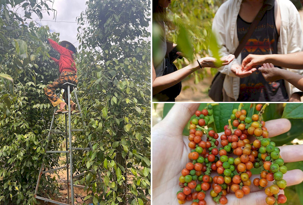 From harvesting to tasting, every moment at Hai Duong Pepper Farm promises something memorable